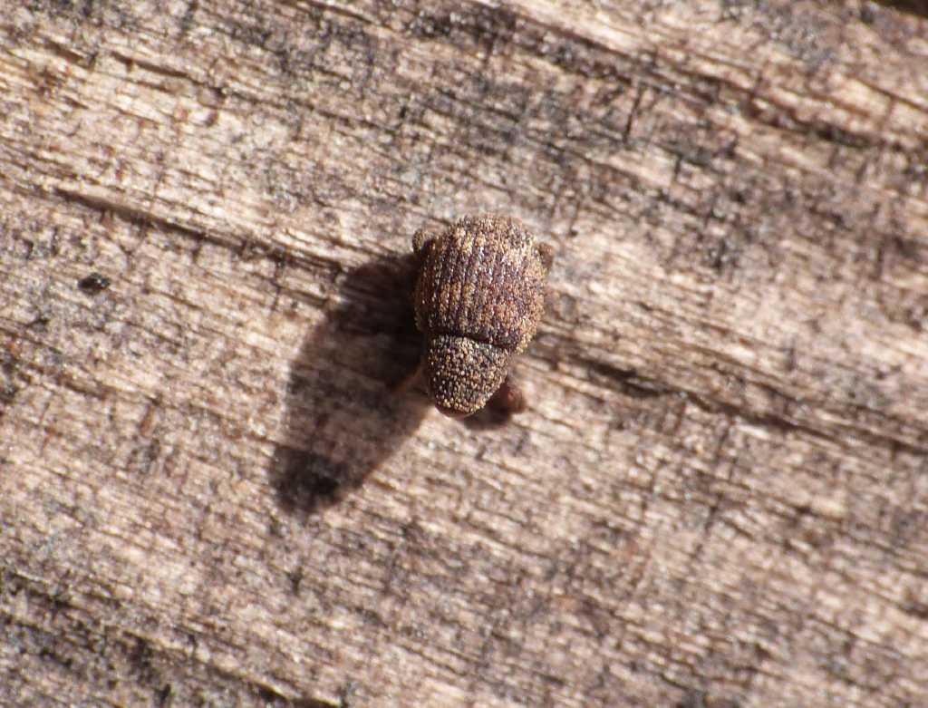 Mini curculionidae:   Acalles sp.